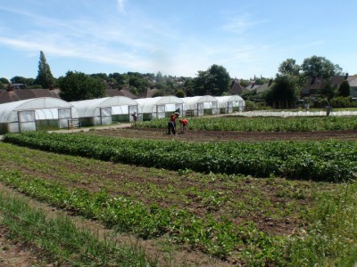Come and help in our market garden in Oldbury